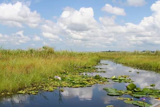 Lake Victoria wetland near Mwanza