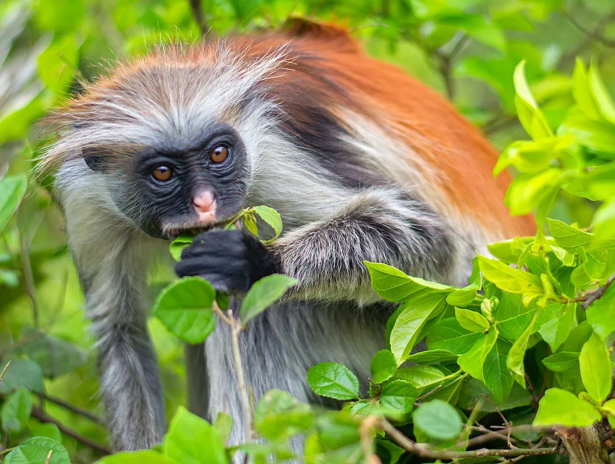 Jozani Forest Reserve
