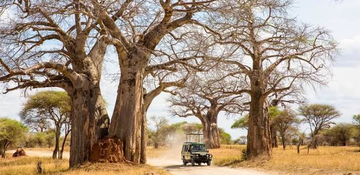 Ruaha National Park