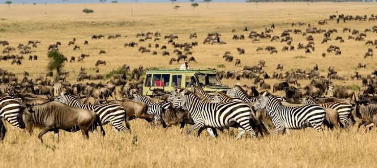 Wildebeest Migration